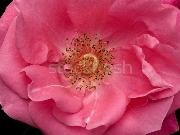 anatomy of a pink rose flower bloom  Stock photo © sherjaca