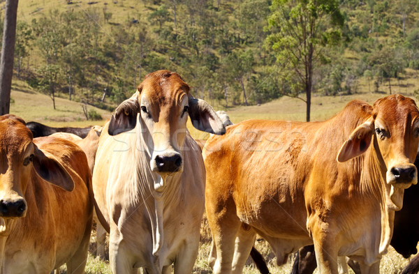 Australijczyk wołowiny bydła kraju trzy czerwony Zdjęcia stock © sherjaca