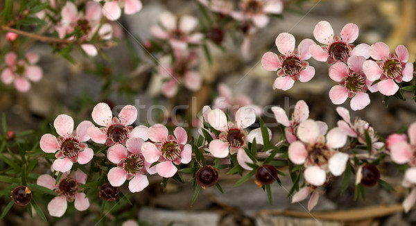 Stok fotoğraf: Avustralya · yerli · bahar · çiçekleri · pembe · çağlayan · bahar