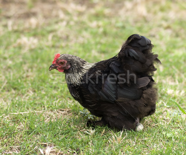 Birchen Cochin Bantam Hen - backyard poultry - pekin black Stock photo © sherjaca