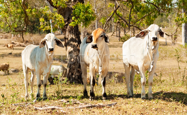 Three cows beef cattle on farm Stock photo © sherjaca