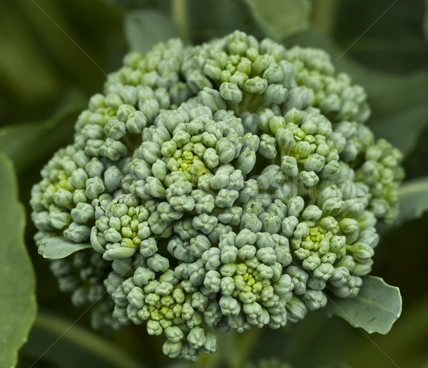 fresh organic vegetable broccoli homegrown in garden Stock photo © sherjaca