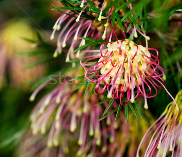 Grevillea Winpara Gem Australian native flower Stock photo © sherjaca