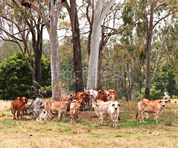 Australian cattle country herd of cows Stock photo © sherjaca