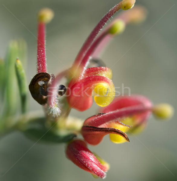 Foto stock: Fuegos · artificiales · flor · australiano · nativo · planta · rojo