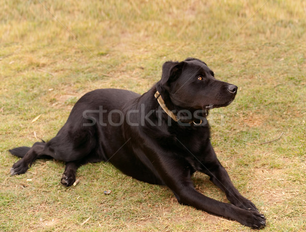 Australian working dog black kelpie pure breed Stock photo © sherjaca