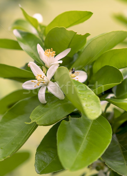 Alb portocaliu floare flori aromat verde Imagine de stoc © sherjaca