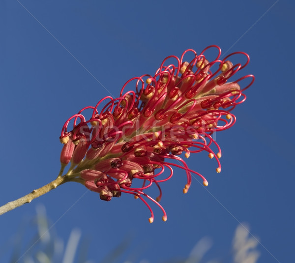 Czerwony kwiat australijczyk tubylec roślin Zdjęcia stock © sherjaca