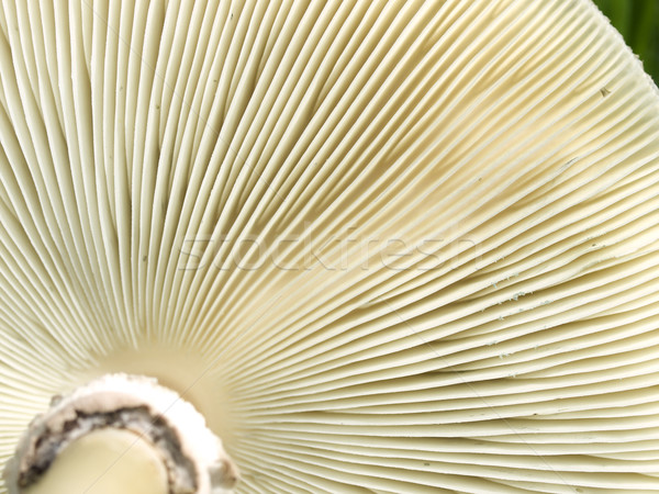 Champignon textuur macro gezondheid vers Stockfoto © sherjaca