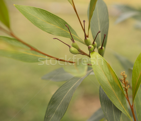 Grevillea orange marmalade with green seed pods Stock photo © sherjaca