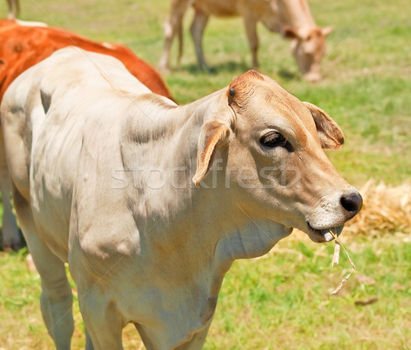 Krowy siano trawy biały rolnictwa Zdjęcia stock © sherjaca
