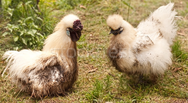 dirty pair of silkie fowls rooster and hen after dirt bath Stock photo © sherjaca