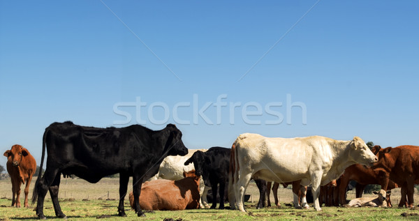 Foto d'archivio: Carne · bovini · cielo · blu · copia · spazio