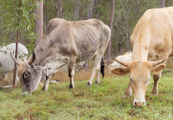 Bull and cow with horns Stock photo © sherjaca