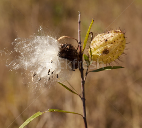 Balon bawełny Bush puszysty nasion głowie Zdjęcia stock © sherjaca