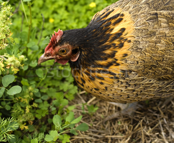 Spring chicken Bantam Hen  Stock photo © sherjaca