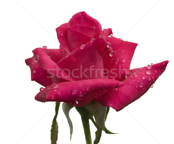 raindrops on cerise red rose flower stem on white Stock photo © sherjaca
