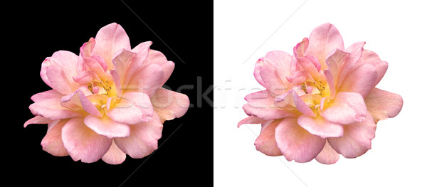 Сток-фото: Розовые · розы · черно · белые · изолированный · фоны · цветок · любви