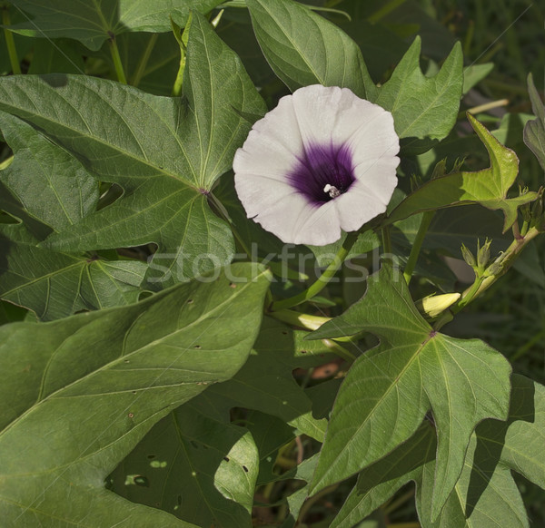 Purple sweet potato flower on vine Stock photo © sherjaca
