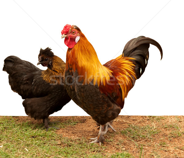 Isolated rooster and hen pair of chickens Stock photo © sherjaca