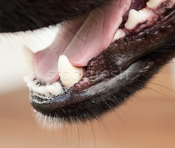 Gesunden hunde Hund Kiefer Zunge Zähne Stock foto © sherjaca