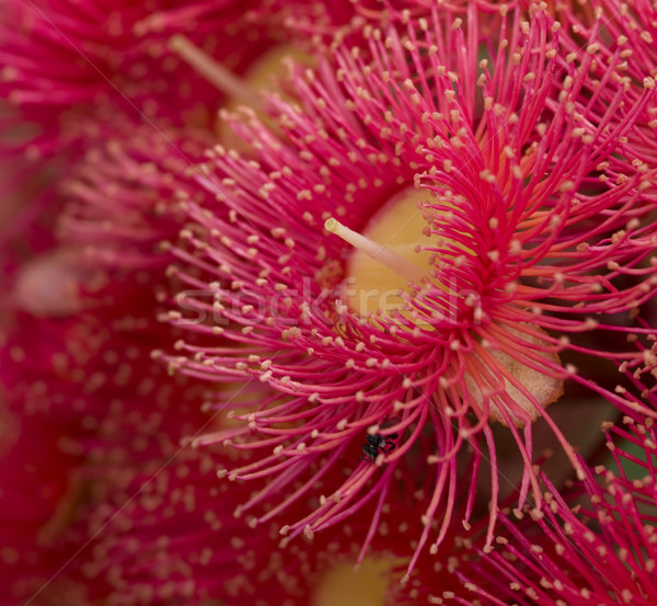 red flowers gum tree eucalyptus phytocarpa  Stock photo © sherjaca
