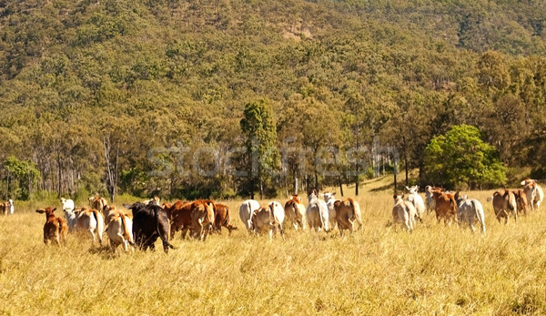 Carne de vită carne industrie in spatele vacă turma Imagine de stoc © sherjaca