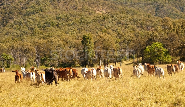 Beef Rump meat industry Stock photo © sherjaca