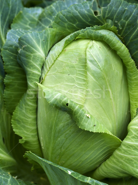 homegrown organic sugerloaf cabbage fresh vegetable Stock photo © sherjaca