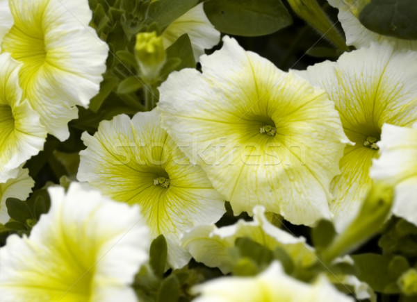 spring summer petunia flower garden  Stock photo © sherjaca