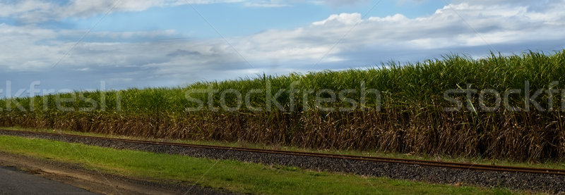 panaoramic sugar cane plantation in australia with rail track and blue sky Stock photo © sherjaca