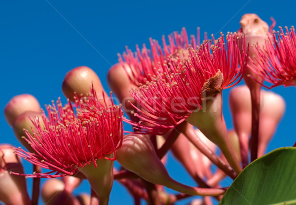 Flores vermelhas verão vermelho australiano nativo híbrido Foto stock © sherjaca