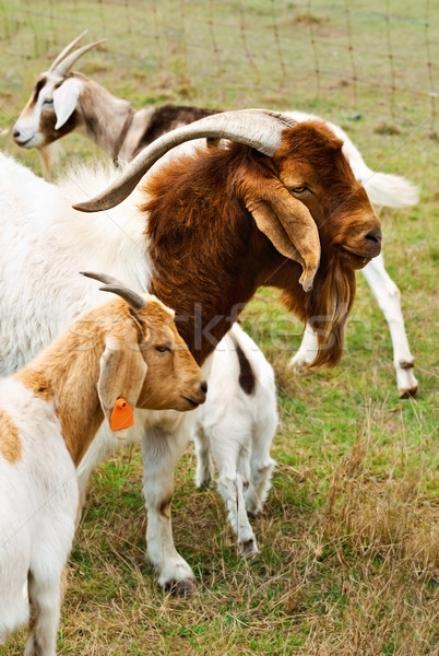 Kecske dajka kecskék állat agancs fű Stock fotó © sherjaca