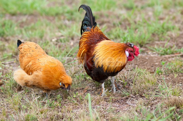Pair of two Bantam chickens forage for food Stock photo © sherjaca