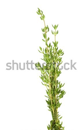 thyme  Stock photo © sherjaca