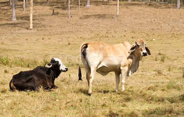 [[stock_photo]]: Bovins · deux · vaches · ferme · tête · blanche