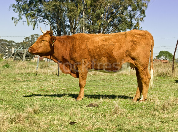 australian brown cow with gum trees Stock photo © sherjaca