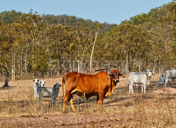 Brown cow with white cows Stock photo © sherjaca