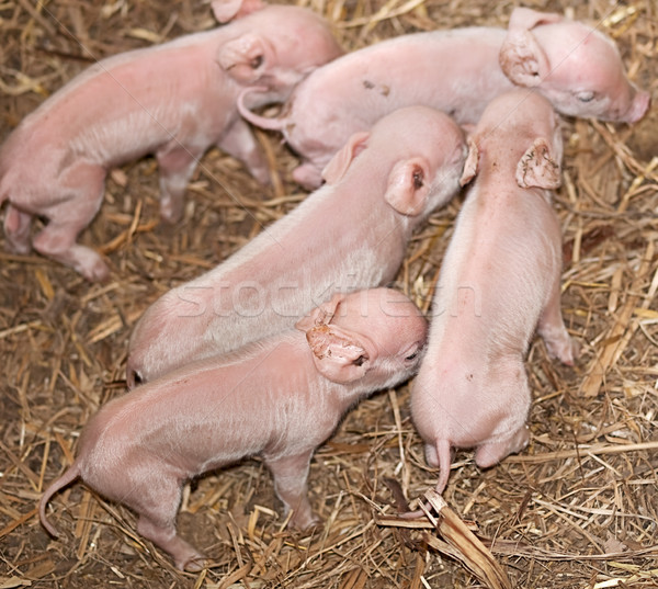 Five baby newborn pigs Stock photo © sherjaca