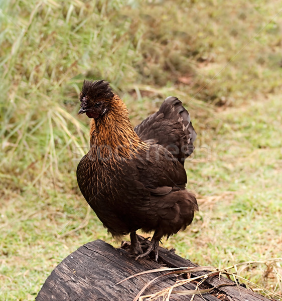 Kura mały jaj warstwa organiczny drób Zdjęcia stock © sherjaca