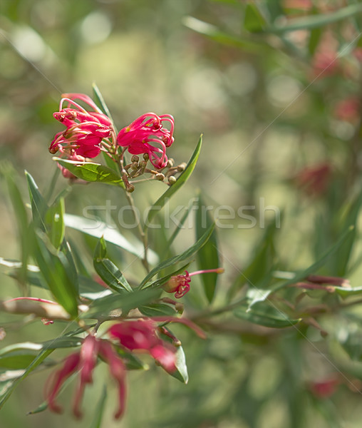 Australijczyk dziki kwiat krzew czerwony pająk kwiaty Zdjęcia stock © sherjaca