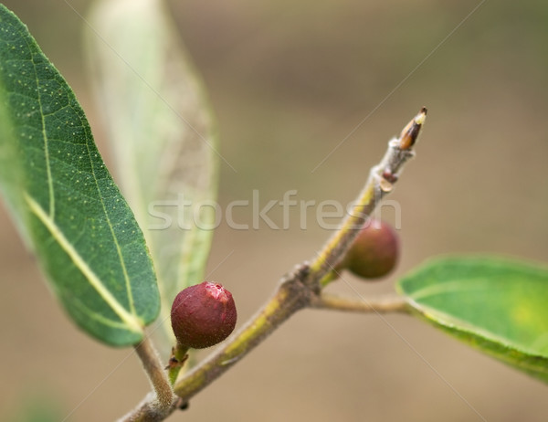 Ficus opposita Australian native plant flora sandpaper fig fruit Stock photo © sherjaca