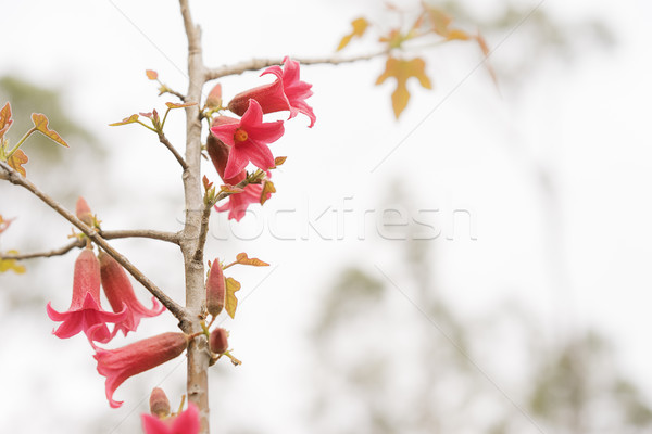 Ausztrál piros virágok tavasz piros harang virágok Stock fotó © sherjaca