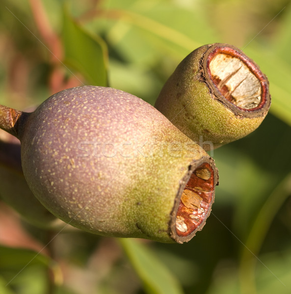 Australian eucalyptus corymbia summer red gum nuts Stock photo © sherjaca