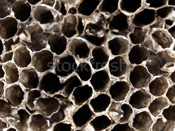 Alten Textur Wespe Nest Bienenstock natürlichen Stock foto © sherjaca