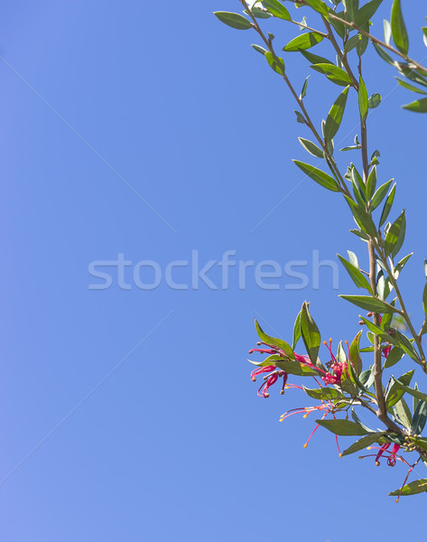 Rouge fleur ciel clair vert feuillage [[stock_photo]] © sherjaca