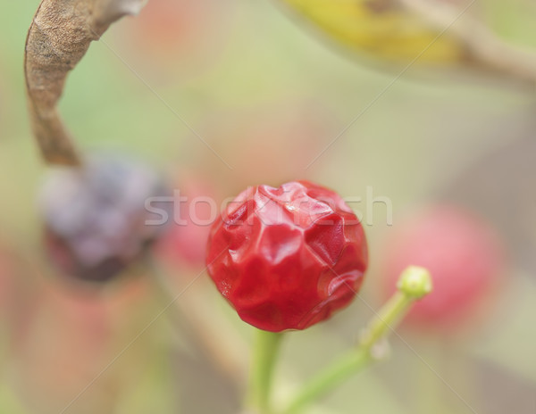 Red Ball Chilli Pepper Minimalism Stock photo © sherjaca