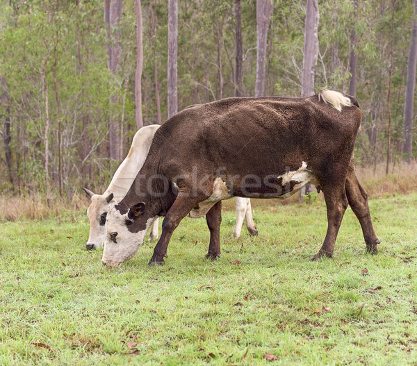 Brązowy biały krowy australijczyk wołowiny bydła Zdjęcia stock © sherjaca