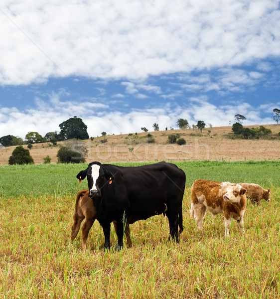 Foto stock: Cena · rural · preto · vaca · marrom · blue · sky