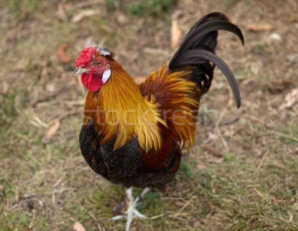 Rooster male silkie pekin cross free range poultry Stock photo © sherjaca